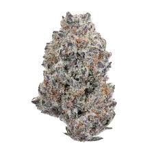 Here you can find all info about Georgia Pie from Seed Junky Genetics. If you are searching for information about Georgia Pie from Seed Junky Genetics, check out our: Basic infos, Gallery, Degustation, Awards, Strain Reviews, Direct Comparisons, Lineage / Genealogy, Hybrids / Crossbreeds, User comments, Videos, for this cannabis variety here at this page and follow the links to get even more information. Or list all Georgia Pie Strains (± 3) If you have any personal experiences with growing or consuming this cannabis variety, please use the upload links to add them to the database!
Basic infos
Georgia Pie (aka Sticky Buns) is an indica / sativa from Seed Junky Genetics and can be cultivated indoors, outdoors and greenhouse (Where the plants will need a flowering time of ±60 days) Seed Junky Genetics's Georgia Pie is/was never available as feminized seeds.
Seed Junky Genetics Description
Georgia Pie is a slightly indica-dominant cannabis strain that gets its name from its sweet peach aroma. Bred by Seed Junky and marketed by Cookies, this THC powerhouse has quickly become very popular among smokers and medical patients across the US, Canada, and other parts of the world. Keep reading to learn more about this strain, its origins, genetics, grow traits, and more.


Strain History of Georgia Pie

Georgia Pie was created by the US seed bank Seed Junky Genetics. Headed by Anthony Hart (aka Jbeezy), Seed Junky started out like most seed banks do—in a small garage back in the 2000s, fueled by nothing but a deep passion for growing and breeding cannabis. Today, Seed Junky is one of the biggest names in American cannabis, and for very good reason; Jbeezy's relentless breeding projects and pheno hunts have brought about some of today's most popular strains, including:


• Ice Cream Cake

• Wedding Cake

• Kush Mints


While Seed Junky created Georgia Pie, the strain was heavily promoted in collaboration with Cookies. Today, Georgia Pie is extremely popular among both recreational and medical smokers, who treasure the strain's unique peach aromas and flavors, as well as its strong effects.


Genetic Lineage of Georgia Pie

Georgia Pie is the result of a cross between Gelatti, a Cookies Fam creation bred from OG Biscotti and GSC, and Kush Mints, one of Seed Junky's flagship hybrids. The combination of these two strains contributes to Georgia Pie's unique aroma, as well as its potency and grow traits.


Georgia Pie's first parent, Gelatti, is a sought-after strain from the Cookies brand with a 50/50 split of indica and sativa genetics, 22% THC, and a well-balanced high ideal for sunny or cozy afternoons. It also boasts strong gelato aromas coupled with dank notes of gas, and creates an uplifting, vibrant head high while calming the body. Like many Cookies strains, Gelatti has never been sold in seed or clone form.


Meanwhile, Georgia Pie's second parent is Kush Mints, a Seed Junky favorite bred from Bubba Kush and Animal Mints. With 23% THC, this well-balanced hybrid packs quite a punch and is known to produce a classic relaxed, hungry, and happy stone. Kush Mints' aroma is, you guessed it, fresh and minty with earthy notes of coffee and cookies.


Physical Characteristics of Georgia Pie

Unfortunately, Seed Junky provides no information about the physical appearance of Georgia Pie. All the information we've compiled below comes from growers and secondary sources, such as seed banks.


Georgia Pie is only slightly indica dominant, which shines through in the strain's manageable height. Plants grow to only about 80cm indoors, though outdoor specimens may get a little taller. They usually produce large, dark green, thin-fingered leaves as well as strong branches with medium-spaced nodes that, during bloom, house beautiful clusters of flowers.


Georgia Pie buds look like typical indica flowers, with tight stacks of calyxes and fiery orange-red pistils. The strain has a high tendency to develop deep purple hues that give the flowers great bag appeal. As is to be expected of such a highly regarded hybrid, Georgia Pie is an excellent resin producer and can deliver bountiful yields of dense flowers with a thick and frosty coating of sticky trichomes.


Properties and Effects of Georgia Pie

Georgia Pie is very potent. The strain is estimated to contain about 26% THC, as well 2–3% CBD, which is fairly high for such a THC-rich strain. According to various online sources, Georgia Pie is also rich in the terpenes caryophyllene, limonene, and pinene.


Georgia Pie is highly regarded for its fresh, fruity aroma with notable cookie undertones that many compare to that of freshly baked peach cobbler (hence the name). Those with a trained nose and taste buds may also pick up on notes of berries, cherries, and sugary pastry. Her effects come on very quickly, producing an intense body and head high. A few tokes is all it will take for this strain to send a warming, tingly rush across your body while jolting your mind into a happy, uplifted haze. Soon after, you might also feel hungry, aroused, and ecstatic—ideal for relaxing at home alone or with that special someone.


Uses of Georgia Pie

Georgia Pie is beloved by both recreational smokers and medical patients. Her strong, hazy high is ideal for unwinding after a long day, either at home or out in nature. While some users find her effects to be creative and social, don't expect to be overly productive when smoking Georgia Pie. Instead, lean into her heavy daze and enjoy the opportunity to unwind and decompress. Watching TV, napping, listening to music/podcasts, and relaxing out in nature are all activities that pair perfectly with Georgia Pie's strong effects.


Medical patients also turn to Georgia Pie for relief from a wide variety of symptoms. The strain's uplifting, happy head high can be ideal for those dealing with symptoms of stress, anxiety, and depression. Meanwhile, many patients also report that Georgia Pie's physical buzz can help them experience temporary relief from physical aches and pains. Also, thanks to her ability to cause the munchies, Georgia Pie may be useful for patients looking to boost their appetite or mitigate nausea. Finally, patients with sleep issues may also find this strain to work as the perfect natural nightcap.


As is the case with all high-THC strains, Georgia Pie can cause certain side effects, especially in people with a low tolerance for THC. Some of the negative effects of Georgia Pie reported by users include:


• Headaches

• Anxiety and paranoia

• Dry mouth and eyes


Cultivation and Production of Georgia Pie

Seed Junky and Cookies keep a very close guard on their genetics. That means it's very difficult to source real seeds or clones of their strains, including Georgia Pie. Nonetheless, there are some grow reports of this strain out there, which provide some basic insight into Georgia Pie's traits and yields.


In general, growers report that Georgia Pie is easy to cultivate, especially due to its compact height and growth. Like most indica-dominant hybrids, Georgia Pie responds well to training and trimming, as well as light fertilization. The strain tends to grow vigorously, producing plenty of healthy foliage and bud sites in just a few weeks. Once in bloom, Georgia Pie plants quickly become heavy with fat, smelly buds that develop dark purple hues. On average, growers report harvesting Georgia Pie after 8–10 weeks of bloom. Yield reports vary, but most growers say that Georgia Pie can produce up to 500g/plant outdoors and roughly 500g/m² indoors.


Most growers agree that Georgia Pie is fairly easy to cultivate and suitable for both beginner and experienced growers. The plant has strong genetics and grows vigorously both indoors and outdoors. Some grow reports suggest that Georgia Pie likes warm, humid temperatures, especially during its vegetative cycle. During bloom, it's best to dial down the humidity if growing indoors, as its dense flowers may trap humidity and develop mold.


Georgia Pie — A Delicious, Fruity Treat From Seed Junky and Cookies

Georgia Pie, as its name suggests, wows smokers with its delicious peachy dessert aroma. Plus, with up to 26% THC and hard-hitting mental and physical effects, this strain is loved by recreational smokers with a high tolerance and medical patients looking for long-lasting relief.