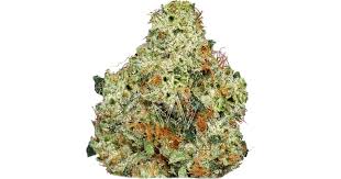 OG Space Ghost is a mostly indica variety from Red Bee Seeds and can be cultivated indoors (where the plants will need a flowering time of ±67 days) and outdoors. Red Bee Seeds' OG Space Ghost is a THC dominant variety and is/was never available as feminized seeds.
Red Bee Seeds' OG Space Ghost Description
Logo Red Bee Seeds Red Bee Seeds OG Space Ghost This is for the haters; and even though Ken didn't want to sell it, we are letting it go world-wide. She grows like OG kush should with long and detailed blades, and may not need encouragement to produce many flowering tops. She is a heavy feeder with the capability to create a massive root system [thanks to her monster/mutant Space Ghost daddy] and is resistant to mites and powdery mildew. Stretch during blossoming is average and support of branches may be necessary due to the weight of her blossoms. Her bouquet is very complex; of sweetened eraser factory emissions with mildly spicy, citrus undertones. Fully blossomed in 9-10 weeks with an above average yield. Flavored of citrus/petrol/spice.
